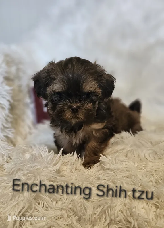 AKC liver Dobie – Shih Tzu puppy for sale in Dexter, KY