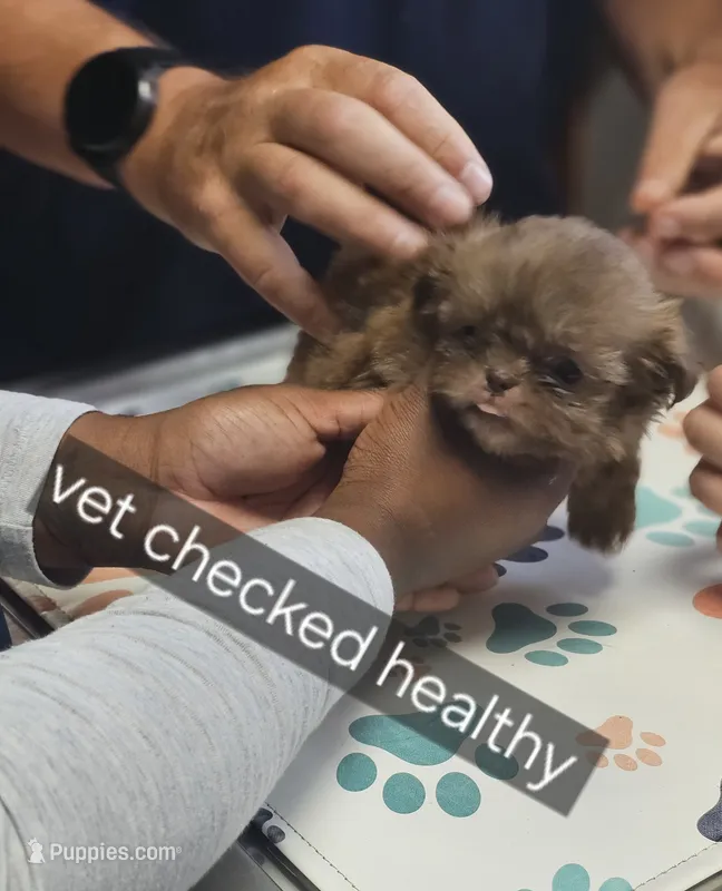 AKC  macchiato  – Shih Tzu puppy for sale in Dexter, KY