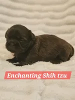Akc chocolate , a male Shih Tzu for sale in Dexter, KY – 6 of 10