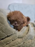 AKC  Red Liver , a male Shih Tzu for sale in Dexter, KY – 2 of 8