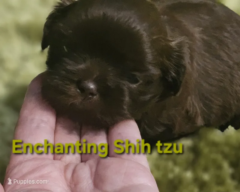 Akc chocolate Pooky  – Shih Tzu puppy for sale in Dexter, KY