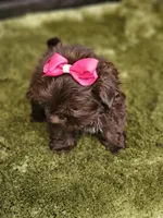 Akc chocolate girl , a female Shih Tzu for sale in Dexter, KY – 10 of 10
