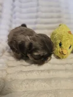 AKC Dobie markings , a male Shih Tzu for sale in Dexter, KY – 5 of 9