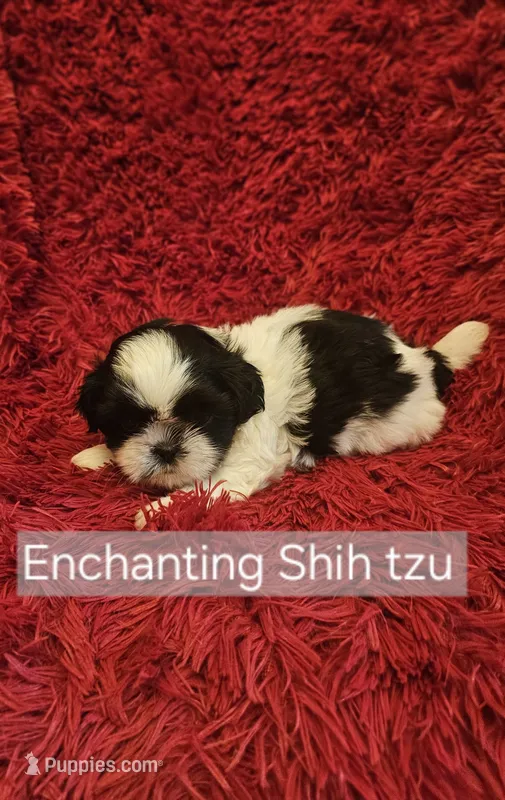 Akc Beau,  none fading black and white  – Shih Tzu puppy for sale in Dexter, KY