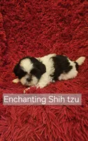 Akc Beau,  none fading black and white , a male Shih Tzu for sale in Dexter, KY – 1 of 7