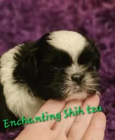 AKC Domino , a male Shih Tzu for sale in Dexter, KY – 2 of 5