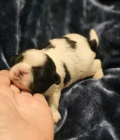 Akc Teddy , a male Shih Tzu for sale in Dexter, KY – Photo 4 of 5