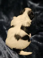 Akc Teddy , a male Shih Tzu for sale in Dexter, KY – Photo 5 of 5