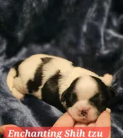 Akc Teddy , a male Shih Tzu for sale in Dexter, KY – Photo 2 of 5