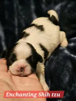 Akc Teddy , a male Shih Tzu for sale in Dexter, KY – Photo 3 of 5