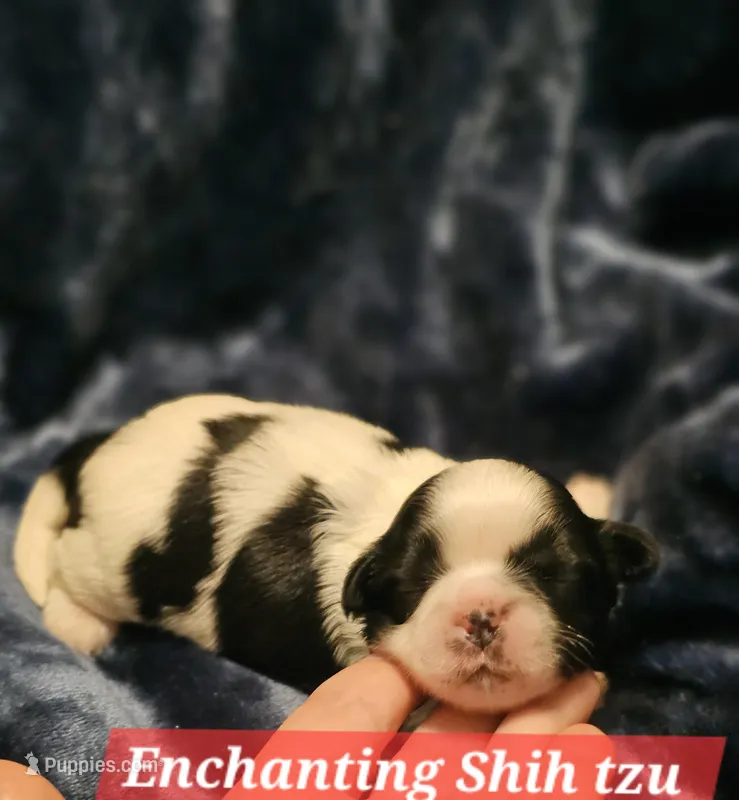 Akc Teddy  – Shih Tzu puppy for sale in Dexter, KY