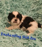 Akc bob, a male Shih Tzu for sale in Dexter, KY – 3 of 4