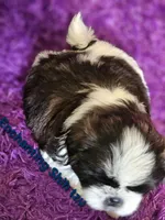 Akc Woody, a male Shih Tzu for sale in Dexter, KY – 2 of 4