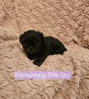 AKC  Java, a female Shih Tzu for sale in Dexter, KY – 5 of 5