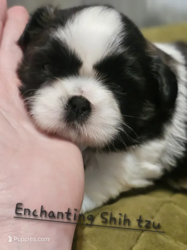 Akc Woody – Shih Tzu puppy for sale in Dexter, KY