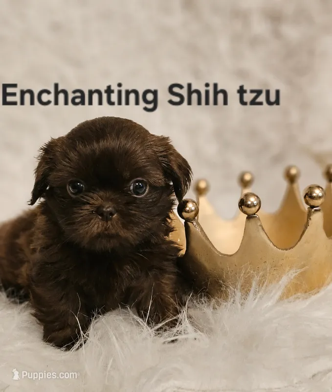 Akc chocolate Pooky  – Shih Tzu puppy for sale in Dexter, KY