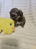 AKC Dobie markings , a male Shih Tzu for sale in Dexter, KY – 9 of 9