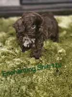 AKC CHOCOLATE LIVER , a male Shih Tzu for sale in Dexter, KY – 3 of 9