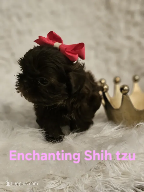 Akc chocolate girl  – Shih Tzu puppy for sale in Dexter, KY