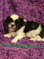AKC Domino , a male Shih Tzu for sale in Dexter, KY – 4 of 5