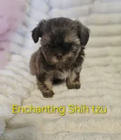 AKC Dobie markings , a male Shih Tzu for sale in Dexter, KY – 2 of 9