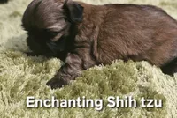 AKC Wookie , a male Shih Tzu for sale in Dexter, KY – 5 of 10