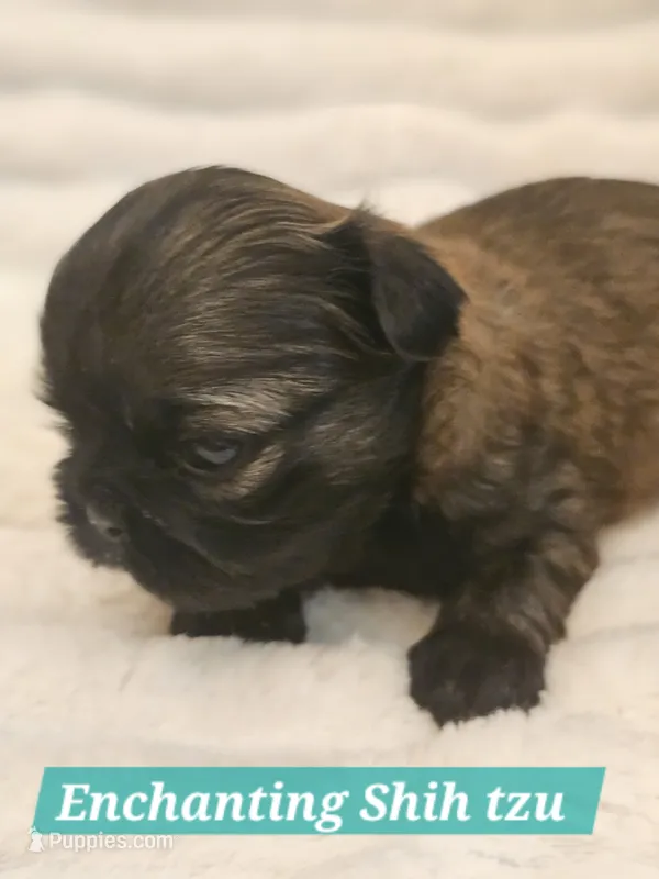 AKC BABY BOY – Shih Tzu puppy for sale in Dexter, KY