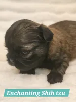 AKC BABY BOY, a male Shih Tzu for sale in Dexter, KY – 1 of 10