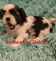 Akc Murphy , a male Shih Tzu for sale in Dexter, KY – 2 of 7
