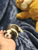 Akc Woody, a male Shih Tzu for sale in Dexter, KY – Photo 6 of 7