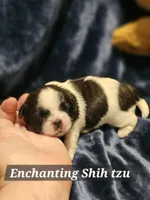 Akc Woody, a male Shih Tzu for sale in Dexter, KY – Photo 2 of 7