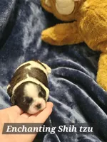 Akc Woody, a male Shih Tzu for sale in Dexter, KY – Photo 3 of 7