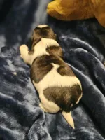 Akc Woody, a male Shih Tzu for sale in Dexter, KY – Photo 5 of 7