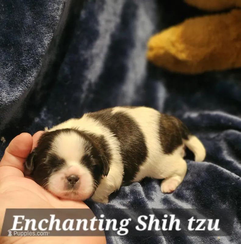 Akc Woody – Shih Tzu puppy for sale in Dexter, KY