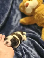 Akc Woody, a male Shih Tzu for sale in Dexter, KY – Photo 7 of 7