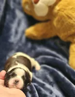 Akc Woody, a male Shih Tzu for sale in Dexter, KY – Photo 4 of 7