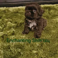 AKC CHOCOLATE LIVER , a male Shih Tzu for sale in Dexter, KY – 4 of 9