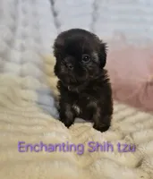 AKC girl 2, a female Shih Tzu for sale in Dexter, KY – 5 of 7