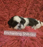 Akc Beau,  none fading black and white , a male Shih Tzu for sale in Dexter, KY – 7 of 7