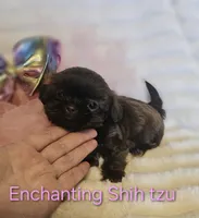 AKC CHOCOLATE girl , a female Shih Tzu for sale in Dexter, KY – 6 of 9