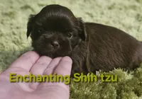 Akc chocolate Pooky , a male Shih Tzu for sale in Dexter, KY – 7 of 10