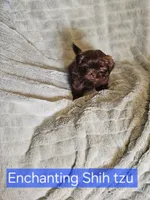 Akc chocolate Pooky , a male Shih Tzu for sale in Dexter, KY – 3 of 8