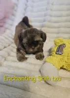 AKC Dobie markings , a male Shih Tzu for sale in Dexter, KY – 3 of 9