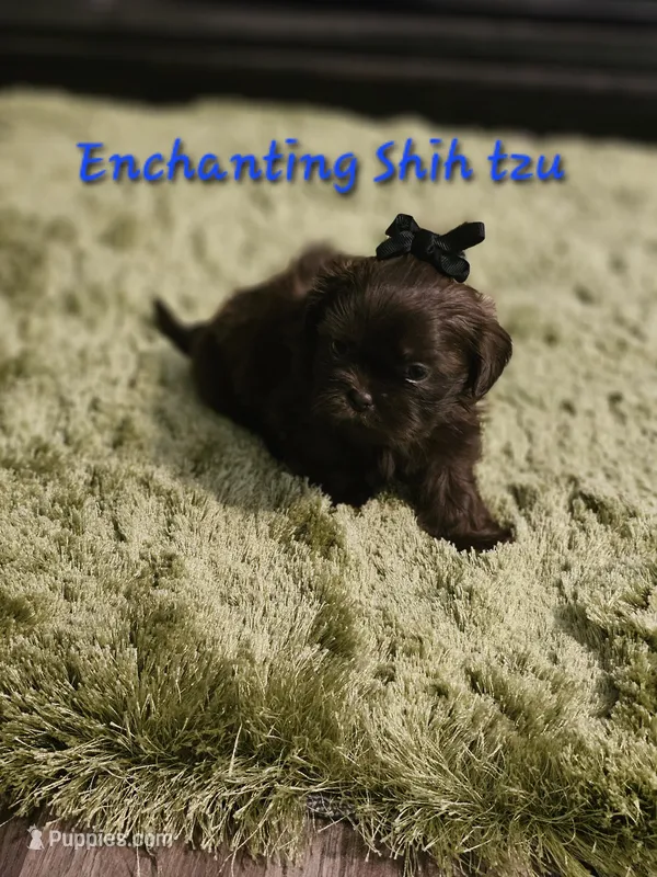 Akc chocolate Pooky  – Shih Tzu puppy for sale in Dexter, KY