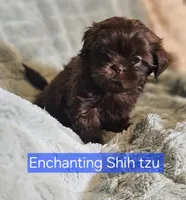 Akc chocolate Pooky , a male Shih Tzu for sale in Dexter, KY – 5 of 8