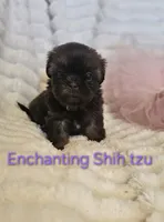 AKC girl 2, a female Shih Tzu for sale in Dexter, KY – 3 of 7