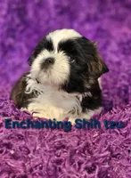 Akc Woody, a male Shih Tzu for sale in Dexter, KY – 3 of 4