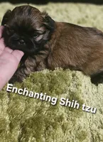 AKC Wookie , a male Shih Tzu for sale in Dexter, KY – 8 of 10