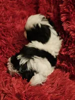 Akc Pixel , a male Shih Tzu for sale in Dexter, KY – 3 of 3