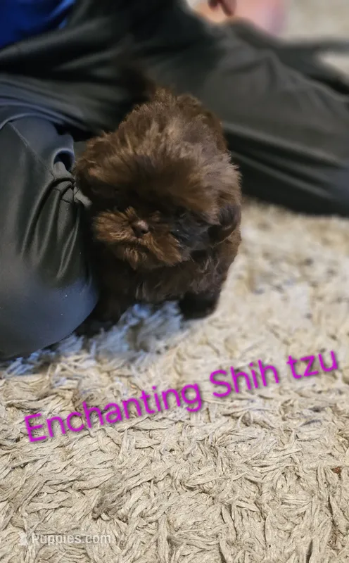 Akc Latte  – Shih Tzu puppy on hold in Dexter, KY